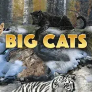 Big Cats